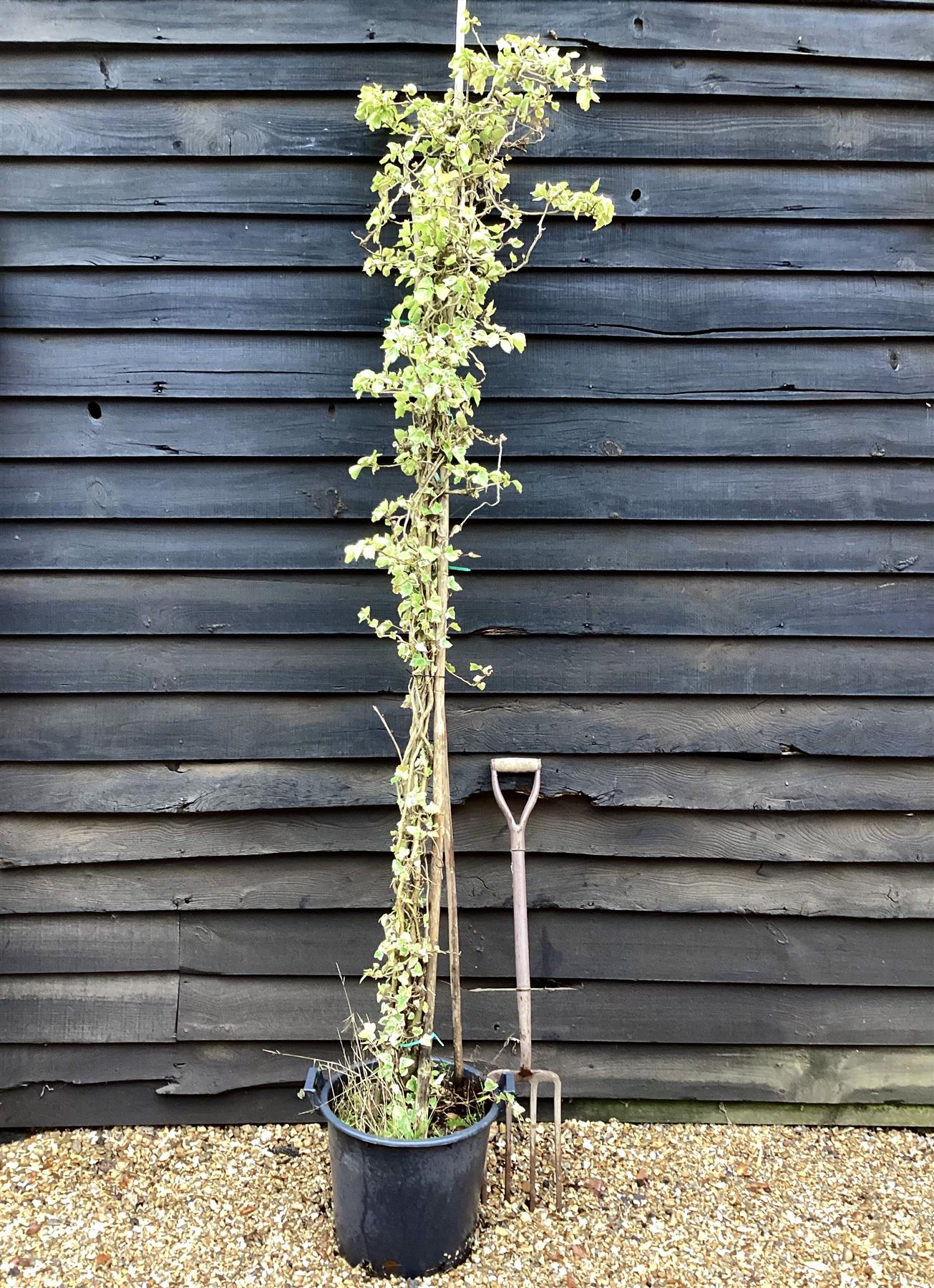 Hedera helix  English Ivy - 150-190cm, 20lt – Arundel Arboretum