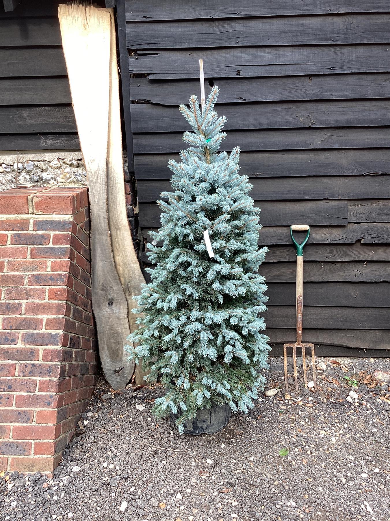 Columnar Blue Spruce • Kiwi Nurseries Ltd