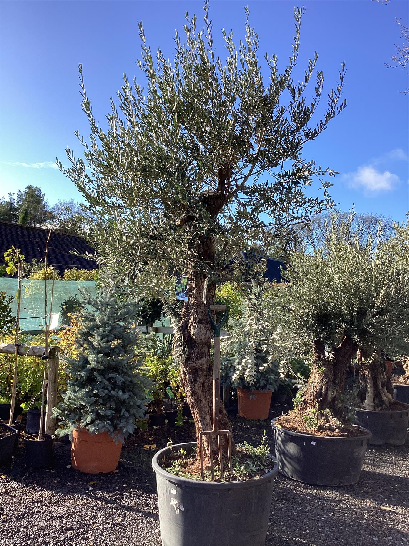 Olive Tree  Olea Europea - Mature - Unique - Cloud - 230cm - 500lt –  Arundel Arboretum