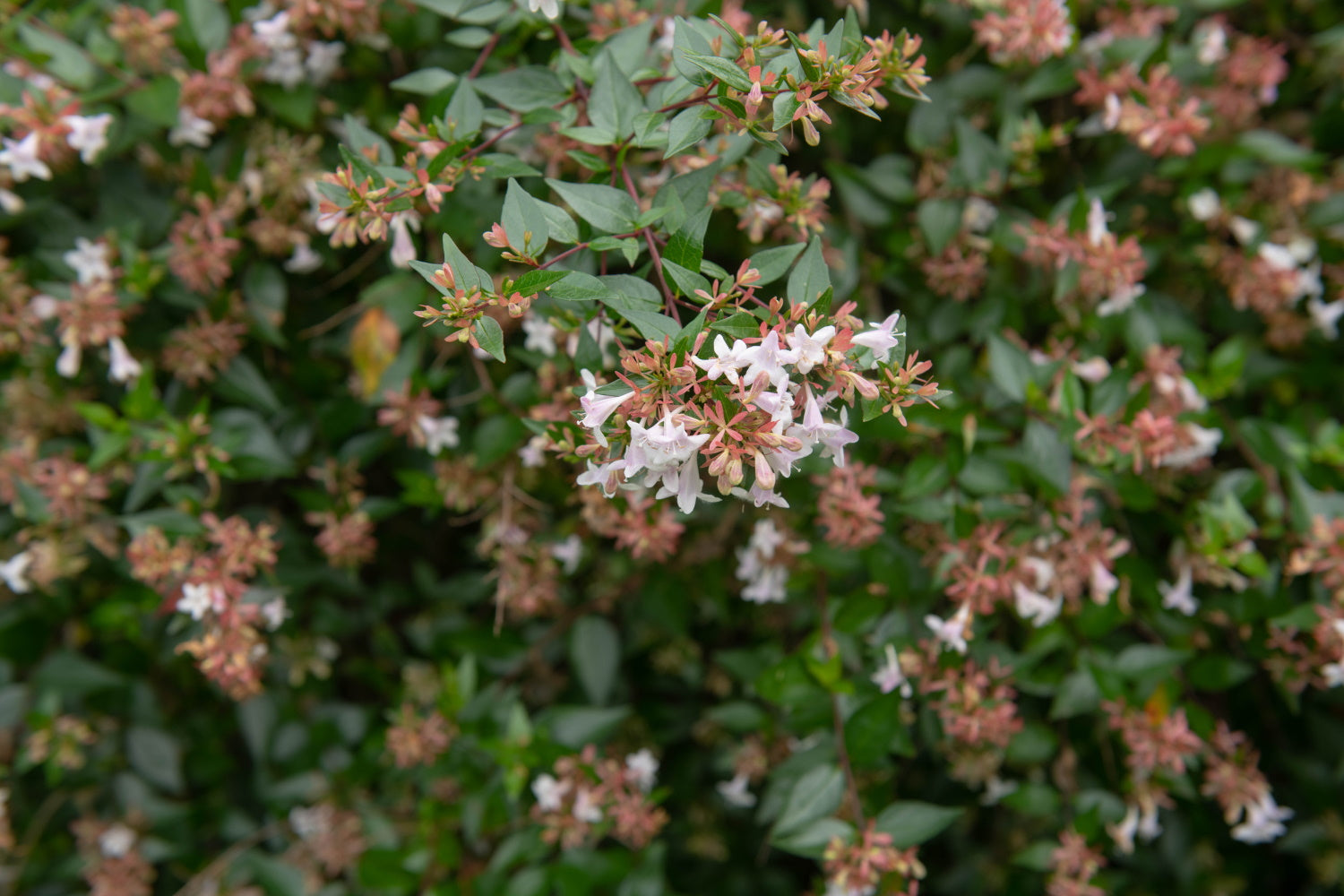 Abelia ‘Edward Goucher’