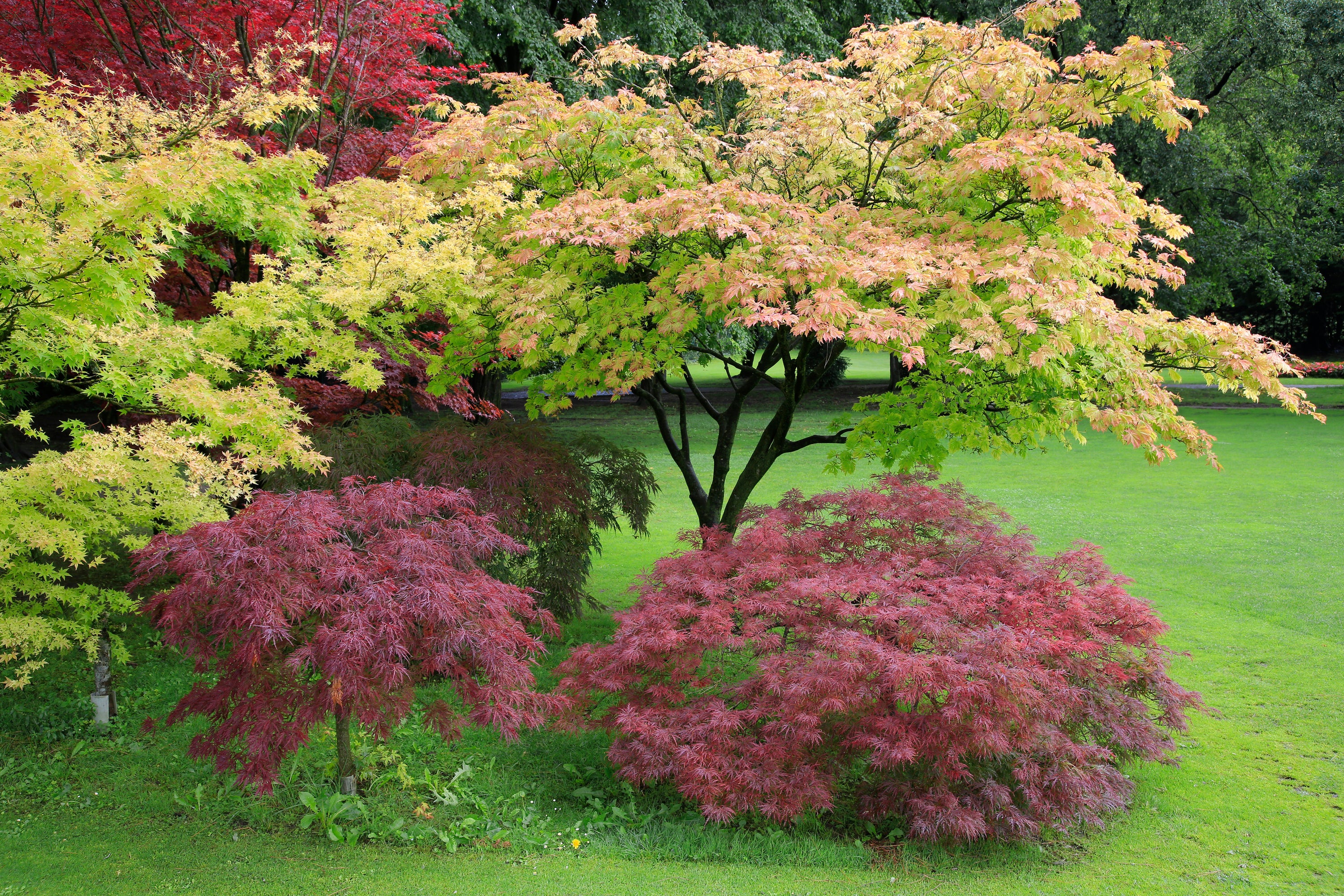 Acer palmatum / Japanese Maples