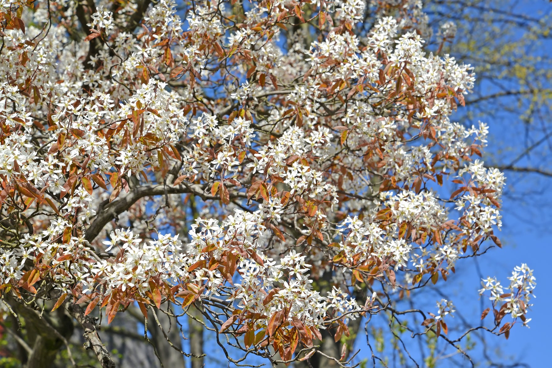 Amelanchier canadensis / Shadbush