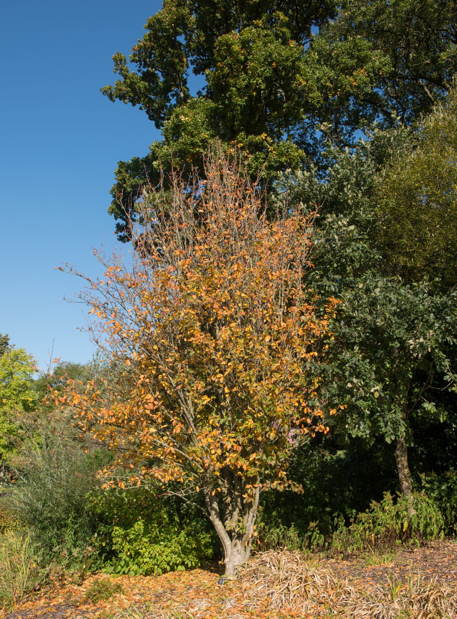 Amelanchier x grandiflora ‘Ballerina’