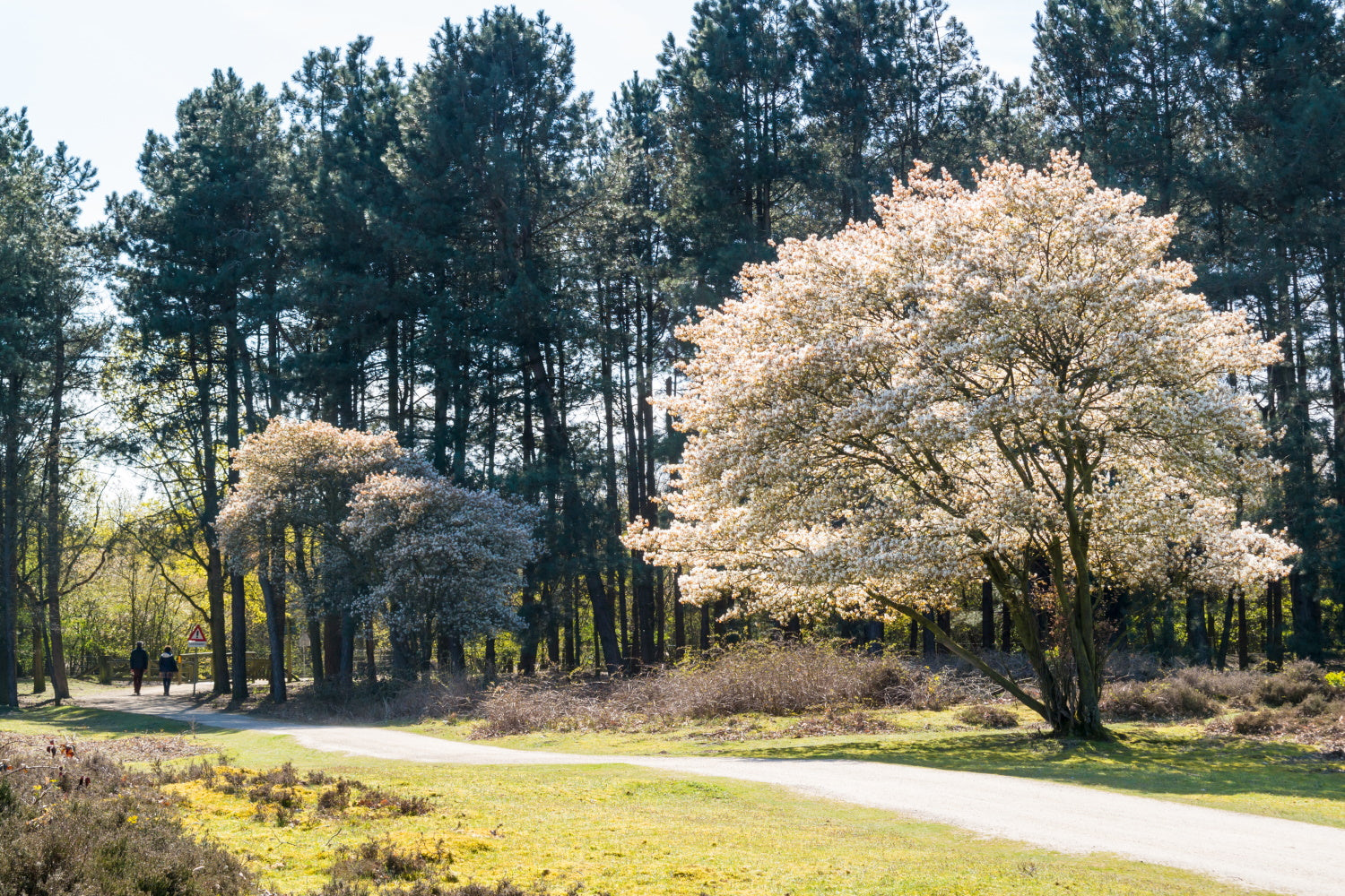 Amelanchier lamarckii