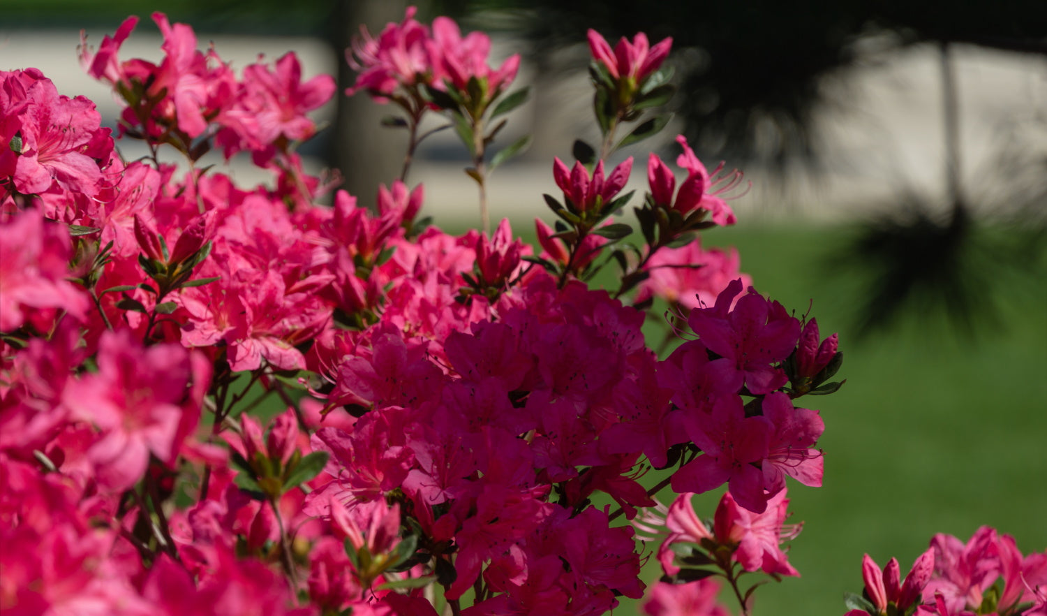 Azalea japonica ‘Stewartstonian’