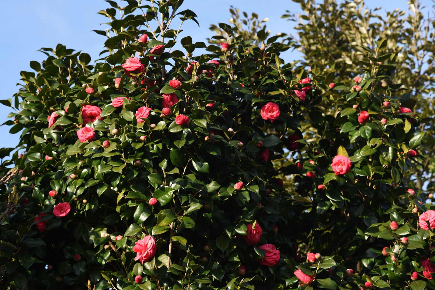 Camellia japonica