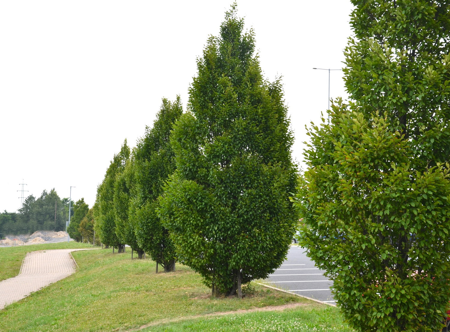 Carpinus betulus ‘Fastigiata’ / Upright Hornbeam