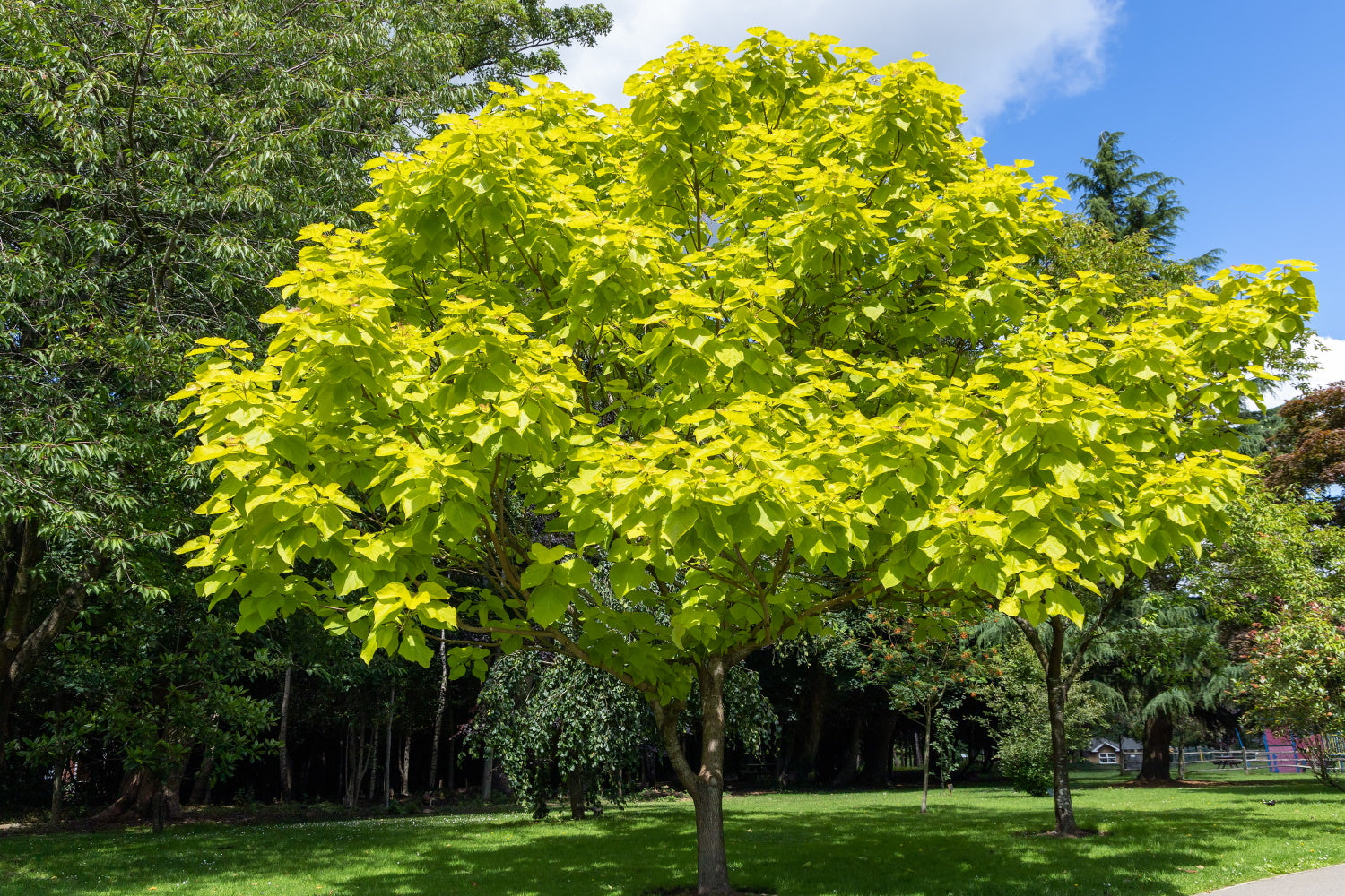 Catalpa