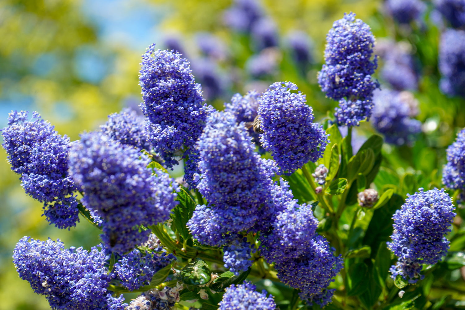 Ceanothus ‘Yankee Point’ / Californian Lilac