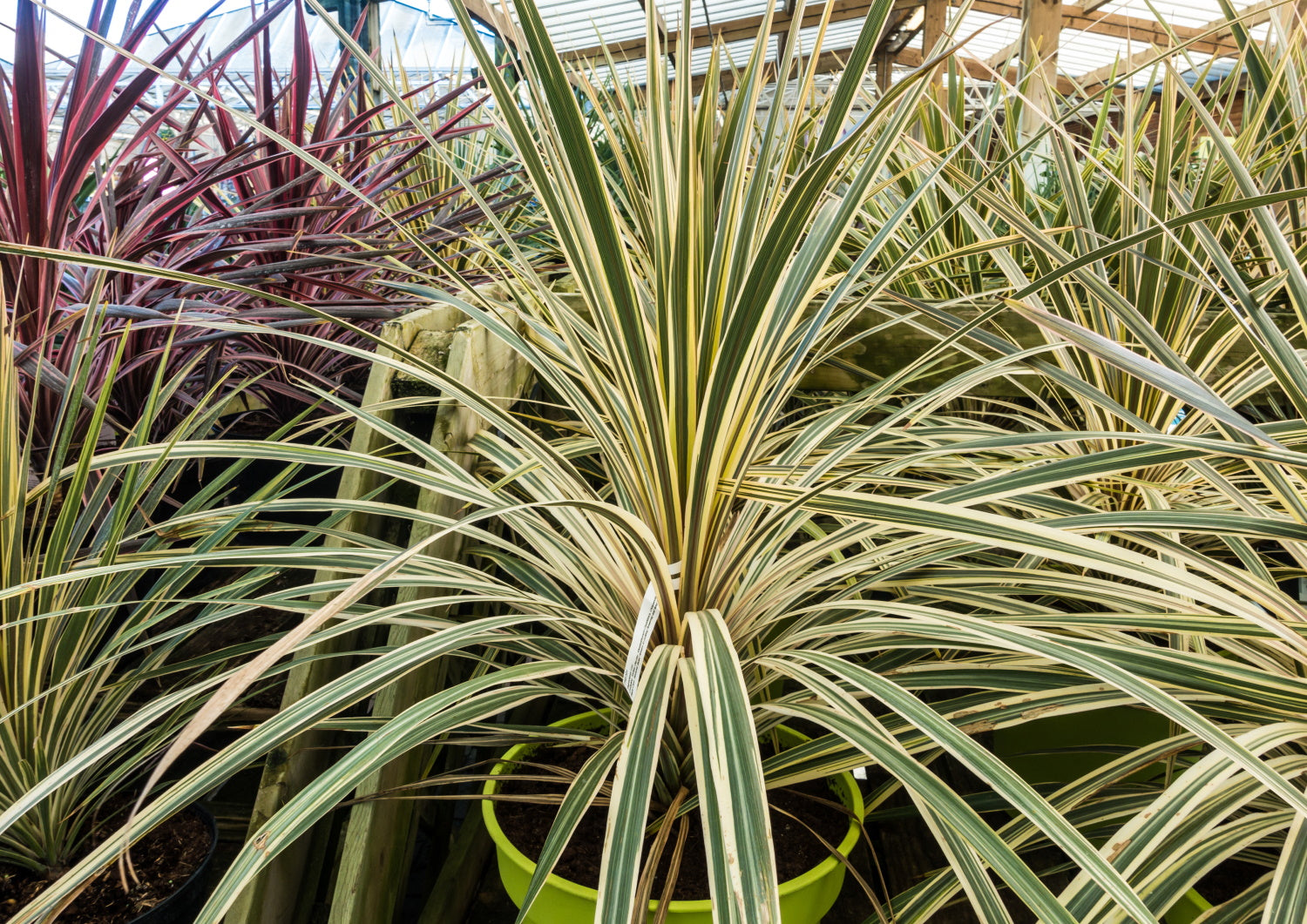 Cordyline australis