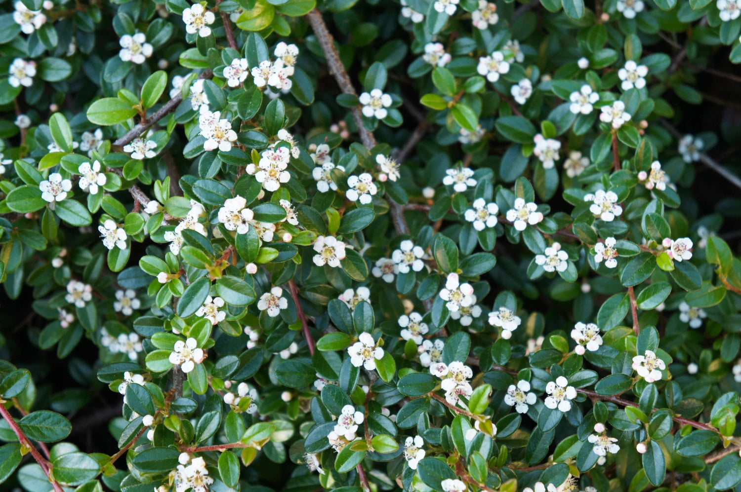 Cotoneaster salicifolius ‘Rothschildianus’ – Arundel Arboretum