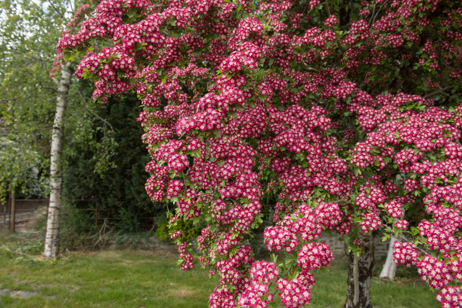 Crataegus / Hawthorn