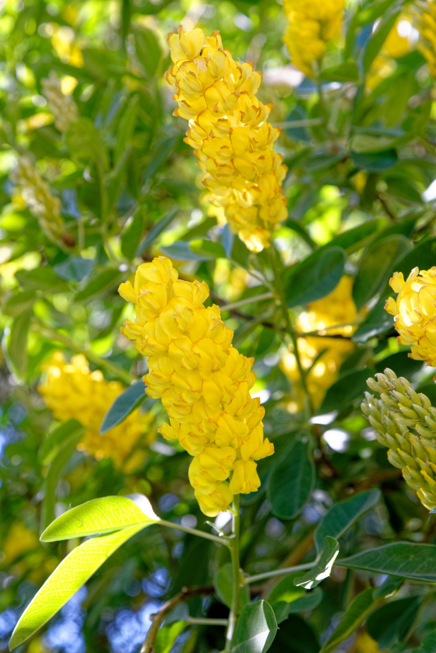 Cytisus battandieri / Moroccan Pineapple Broom