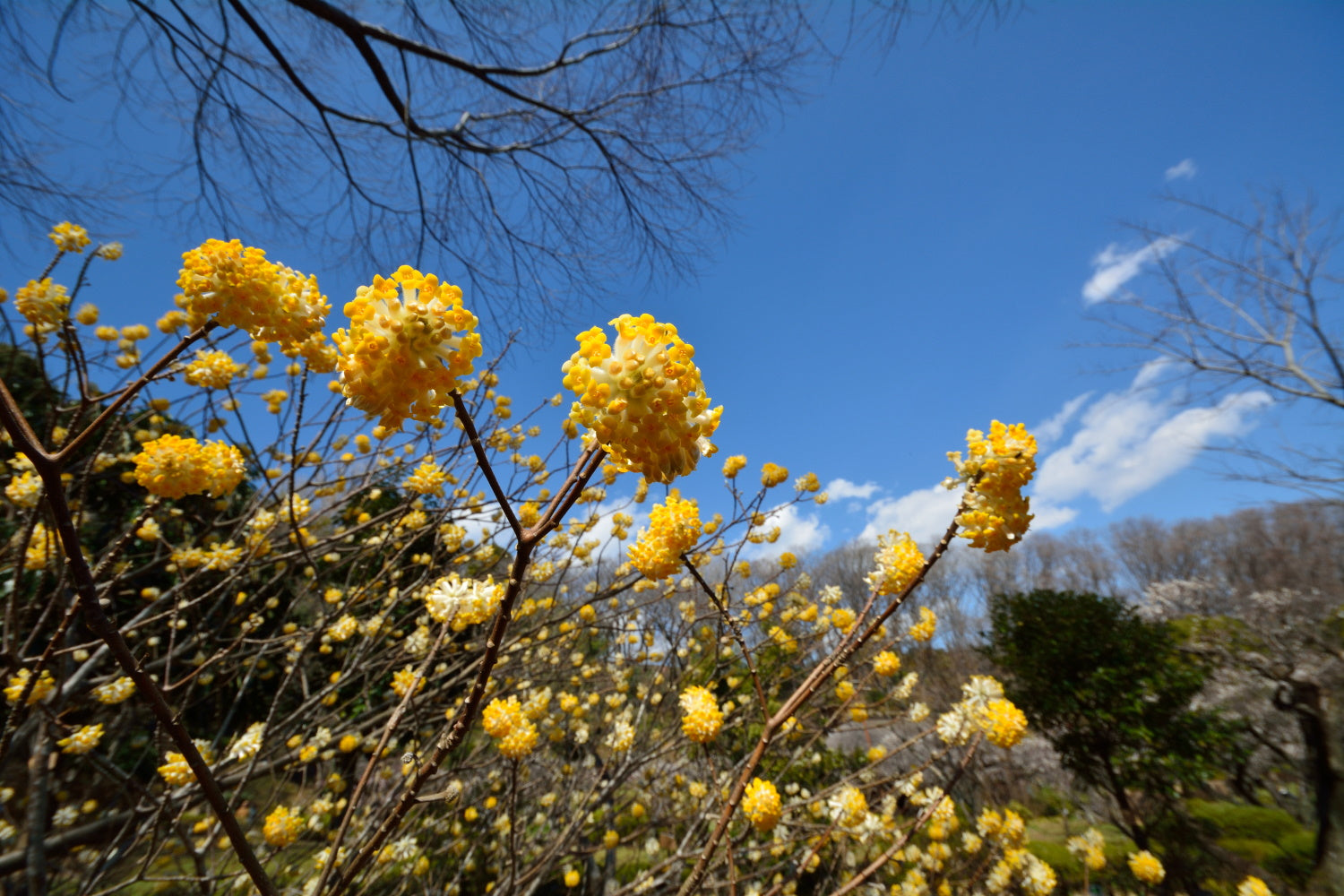 Edgeworthia chysantha ‘Grandiflora’