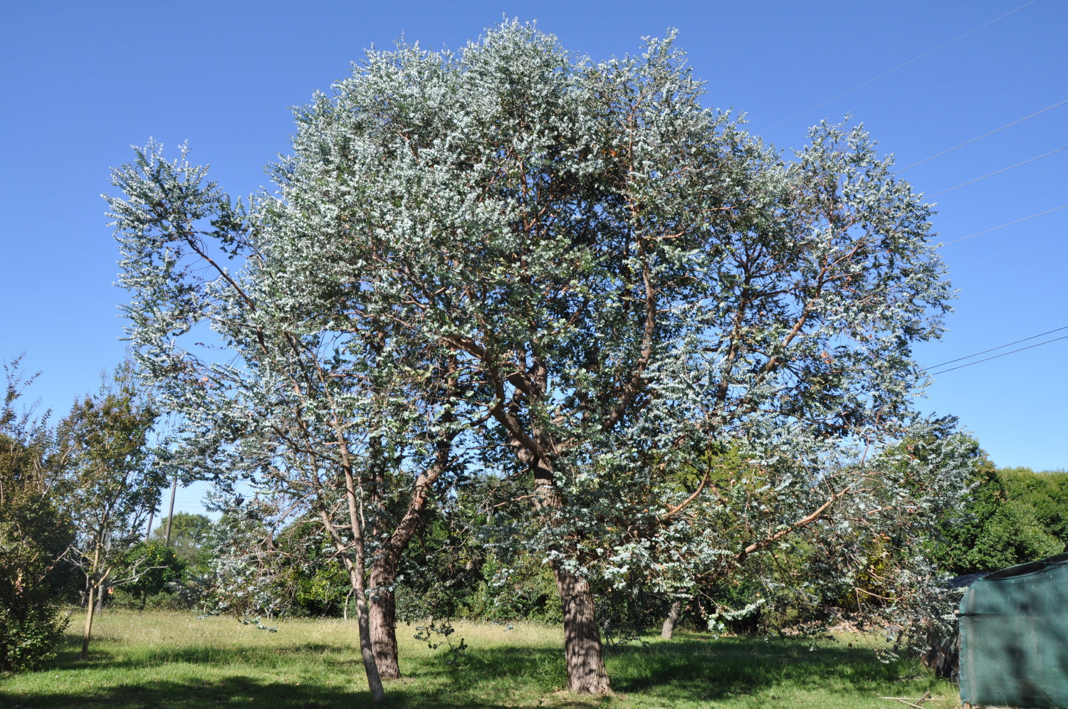 Eucalyptus