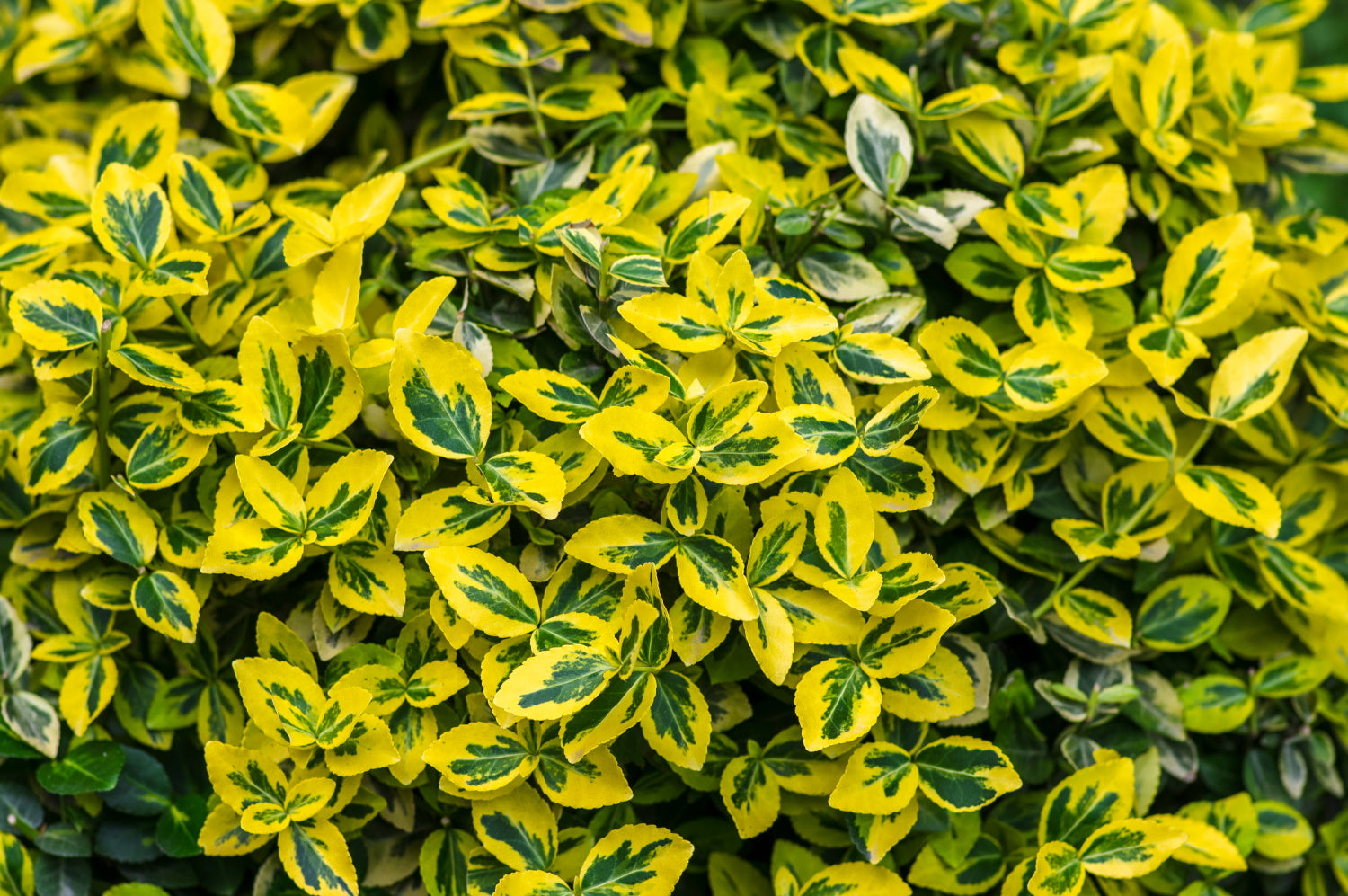 Euonymus ‘Emerald N’ Gold’