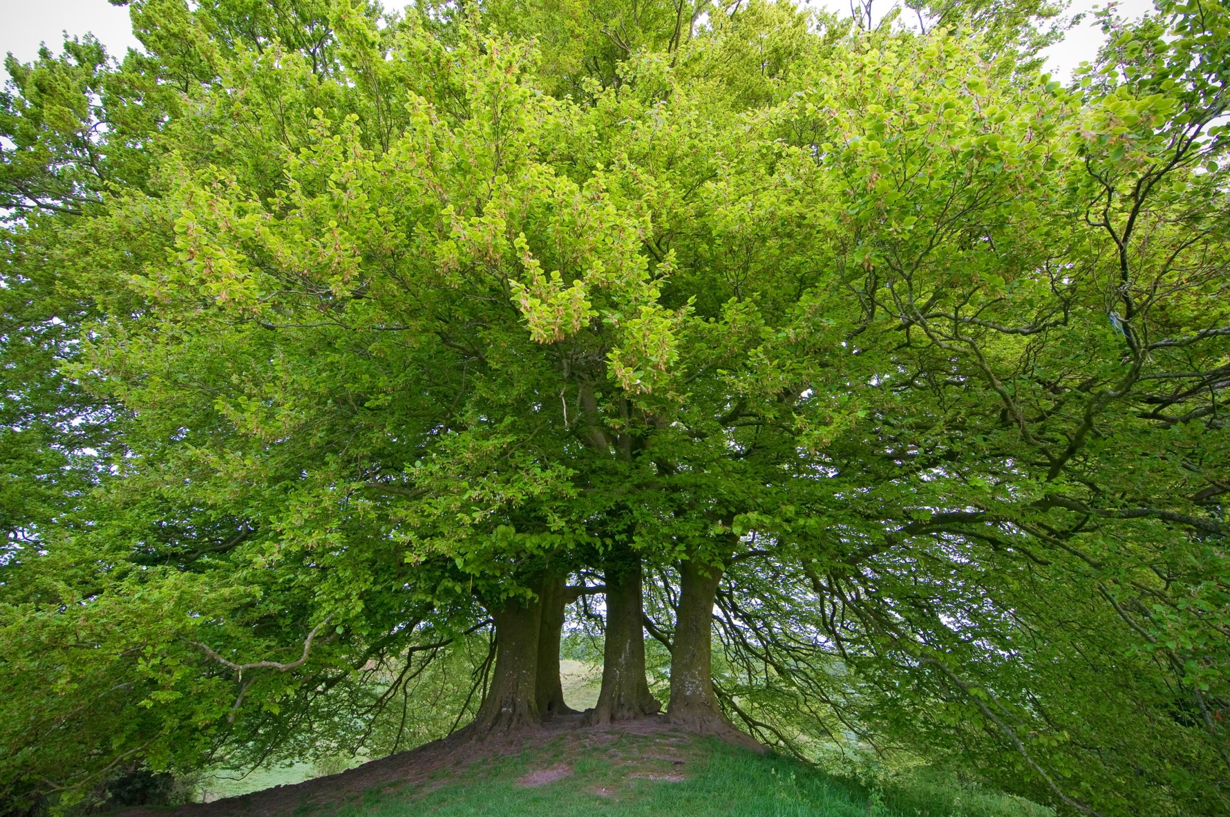 Fagus sylvatica / Beech