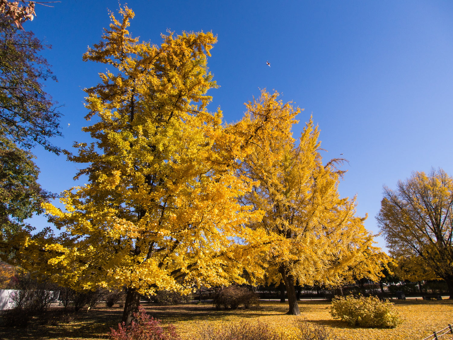 Ginkgo biloba / Maidenhair Tree