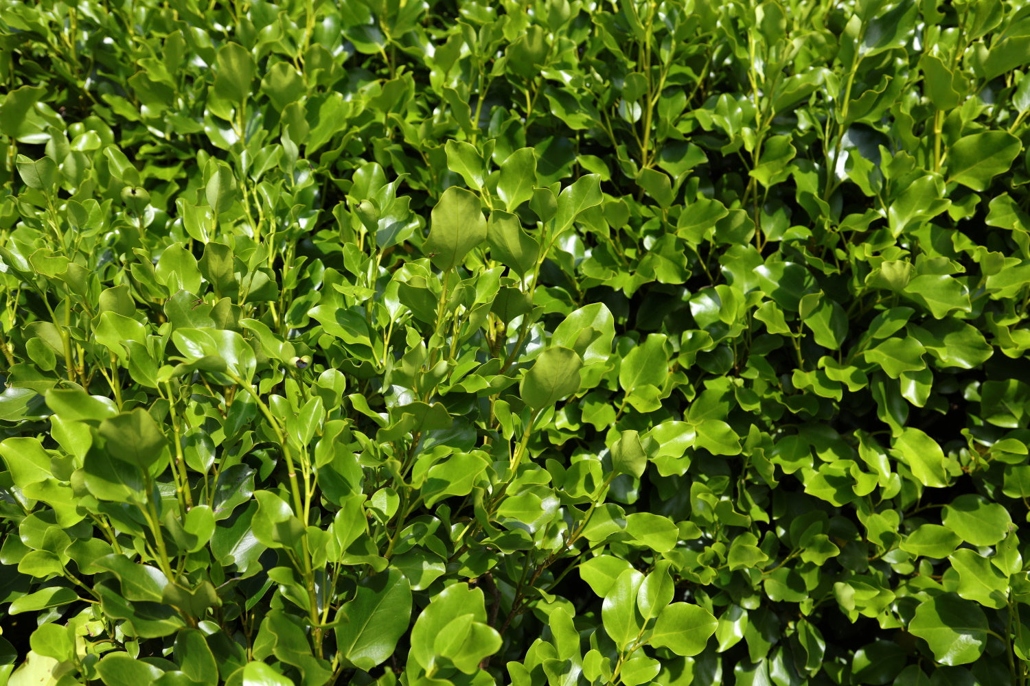 Griselinia littoralis – Arundel Arboretum