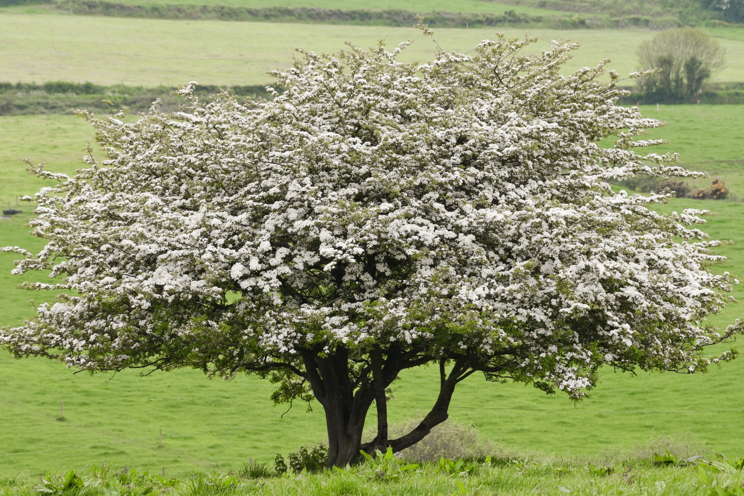 Hawthorn Trees to Consider