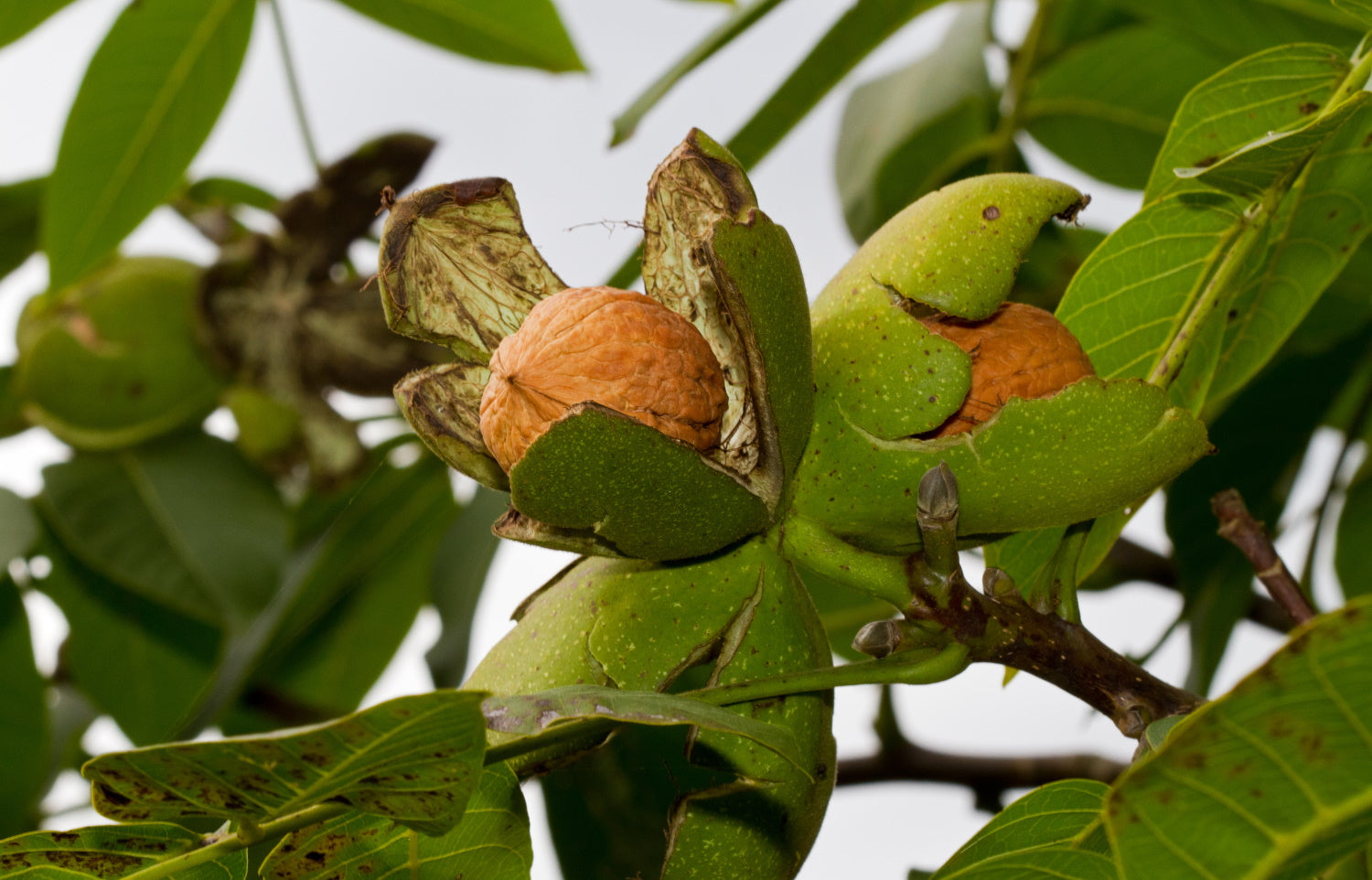 Juglans regia / Walnut