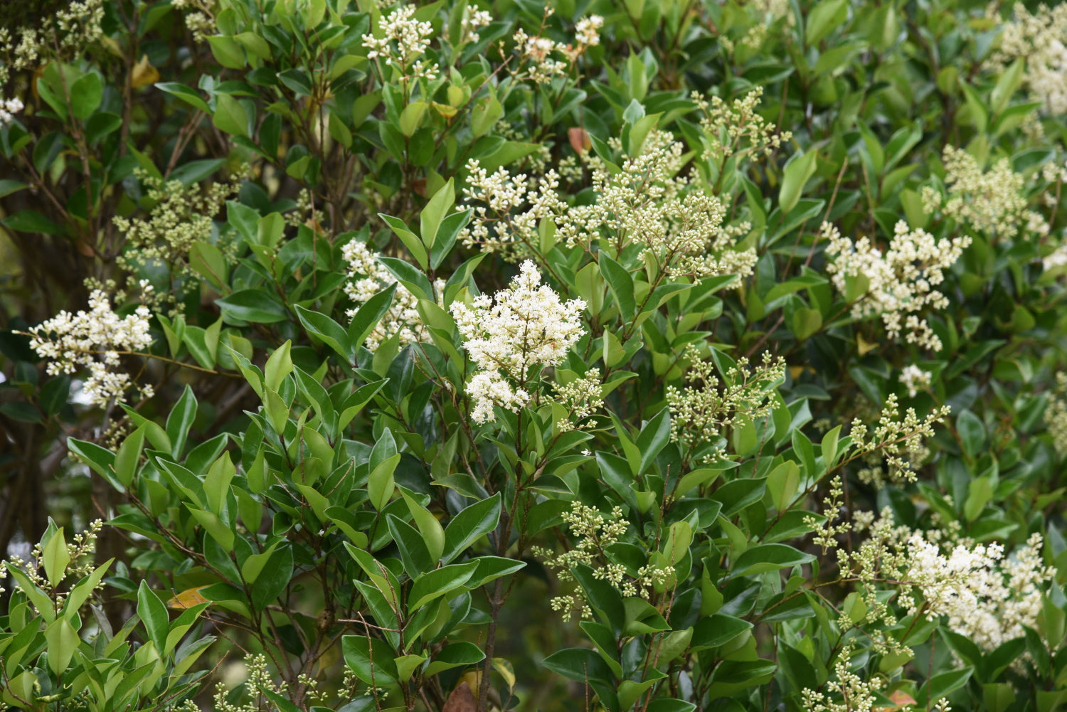 Ligustrum japonicum Lucidum / Chinese Privet