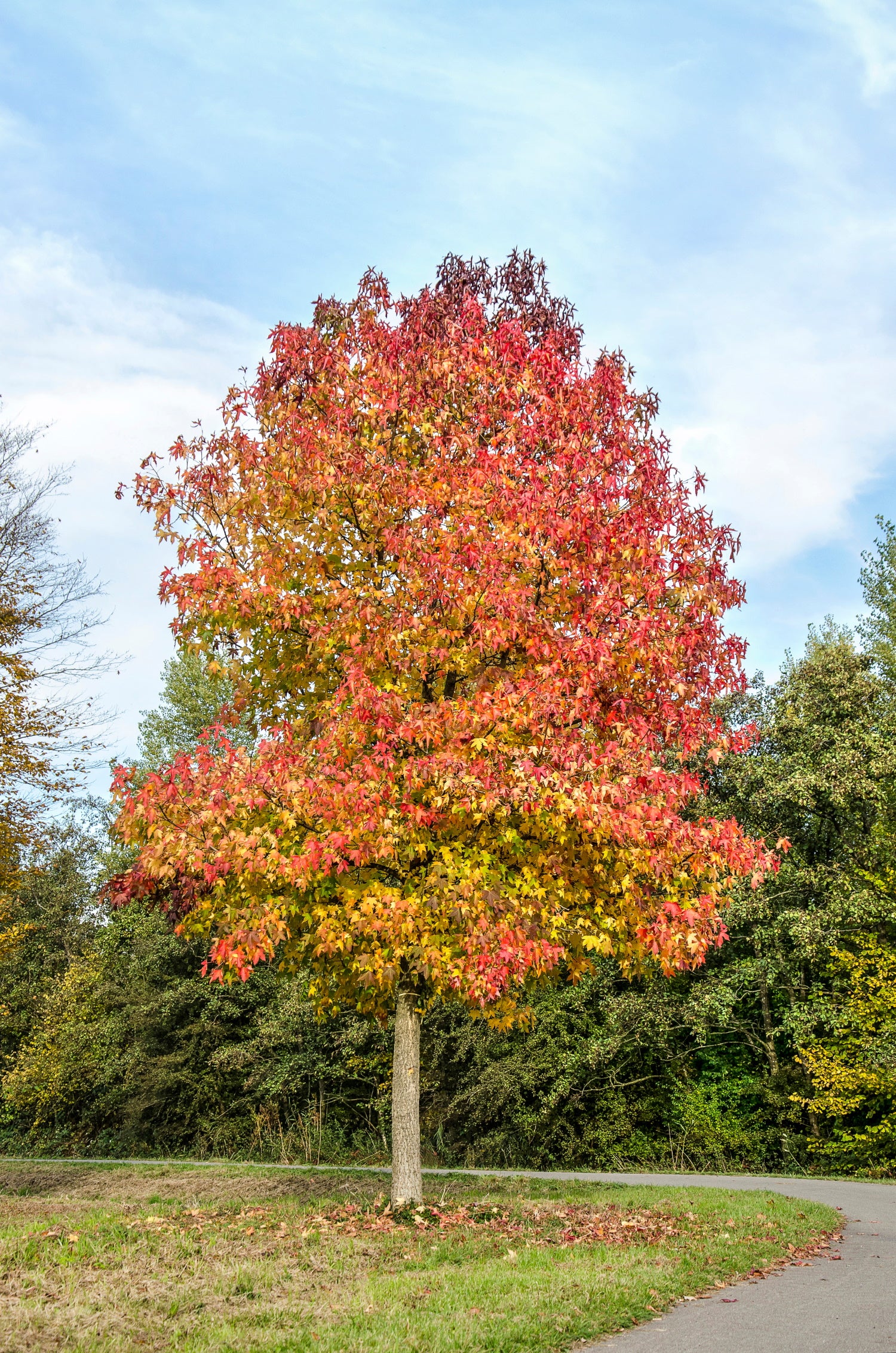 Liquidambar styraciflua ‘Worplesdon’ (Sweet Gum)