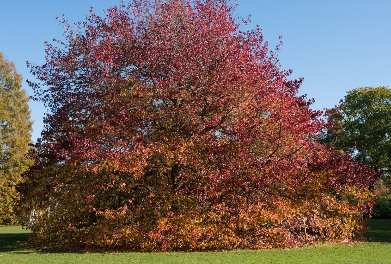 Liquidambar