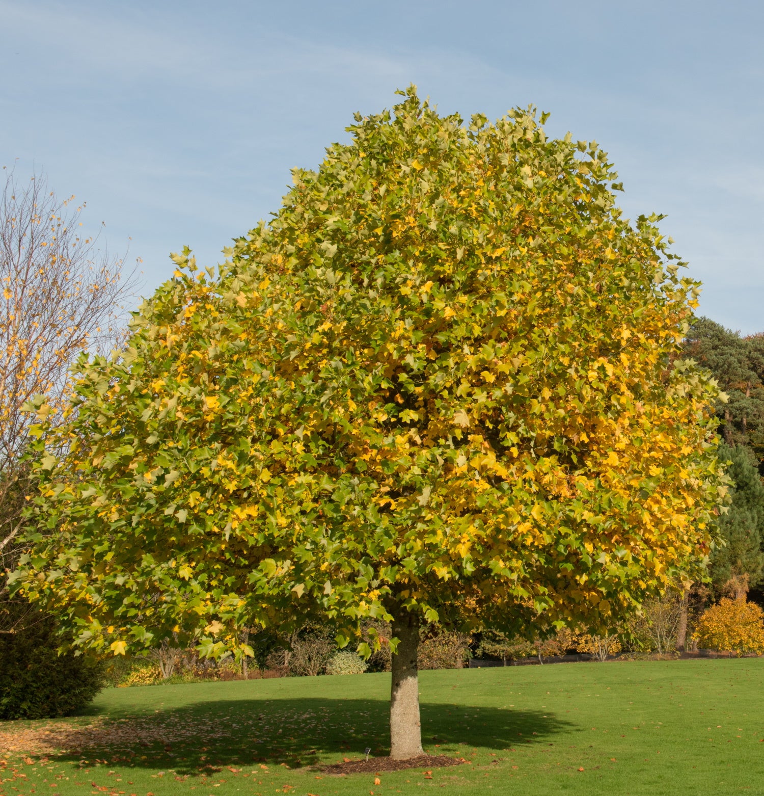 Liriodendron tulipifera / Tulip Tree