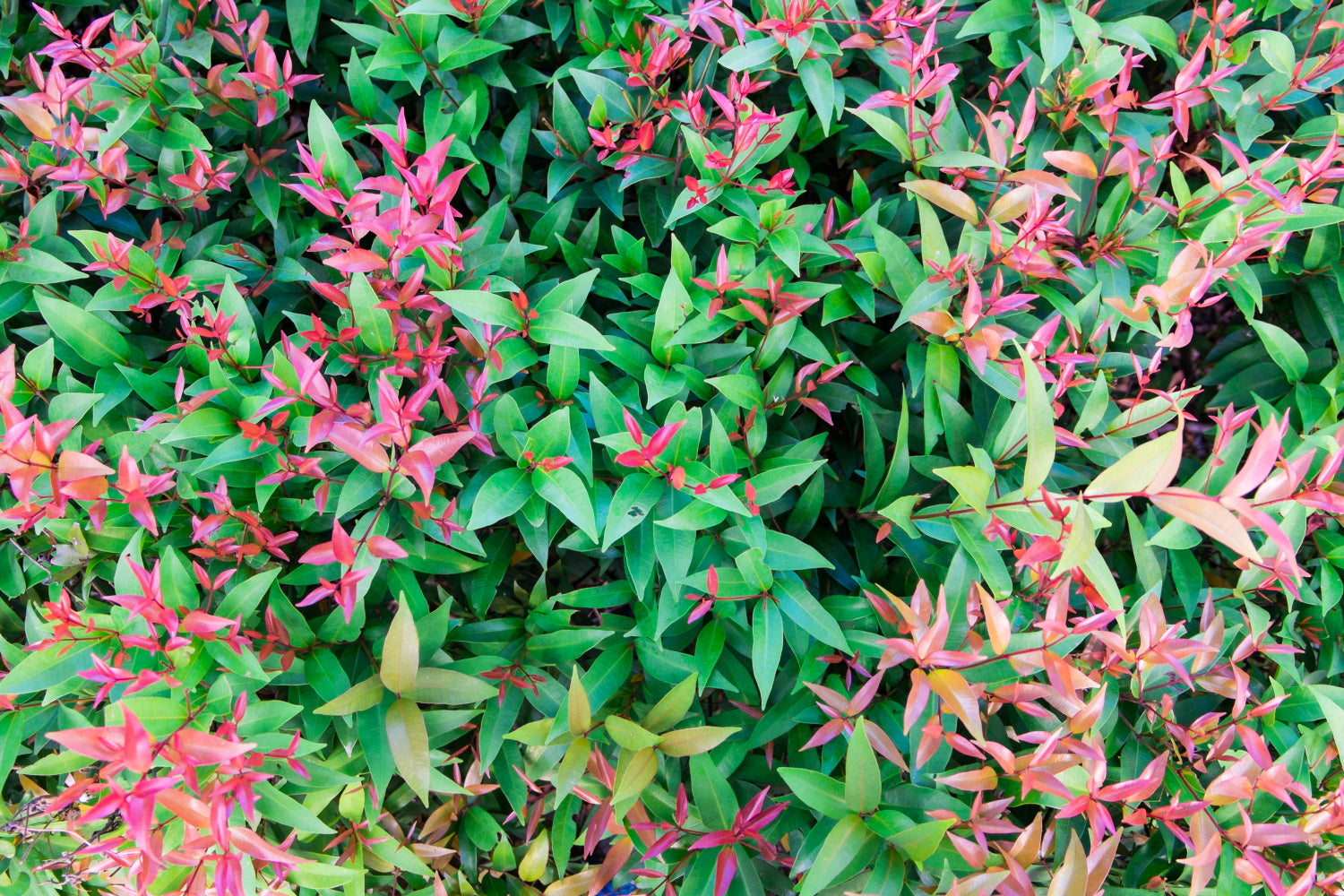 Nandina domestica / Sacred Bamboo