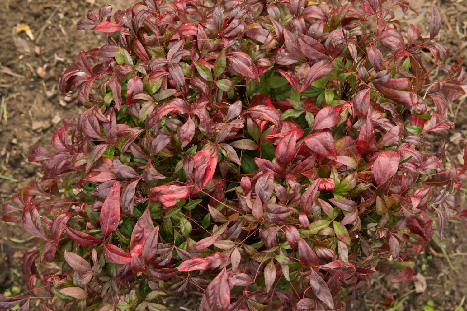 Nandina domestica ‘Firepower’ (dwarf Heavenly Bamboo)