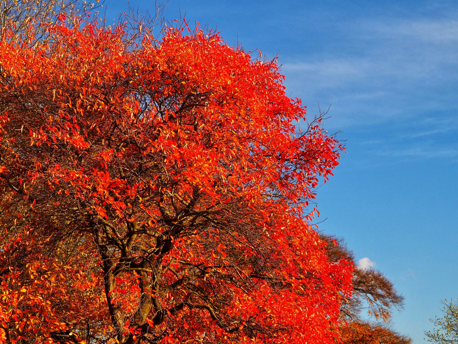 Nyssa sylvatica / Tupelo tree (Black Gum)