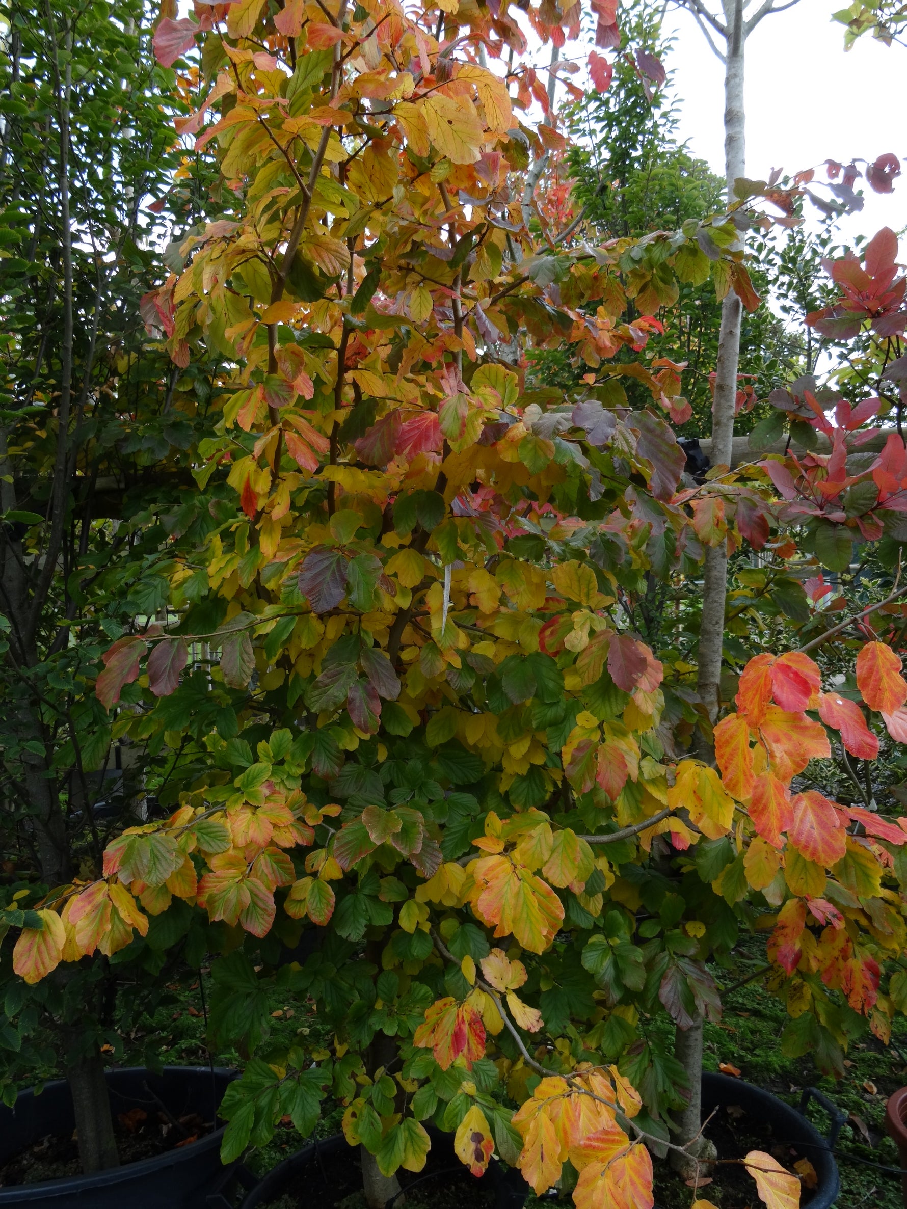 Mature Trees for Autumn Colour