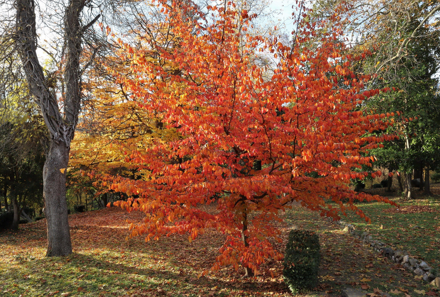 Parrotia persica / Persian Ironwood