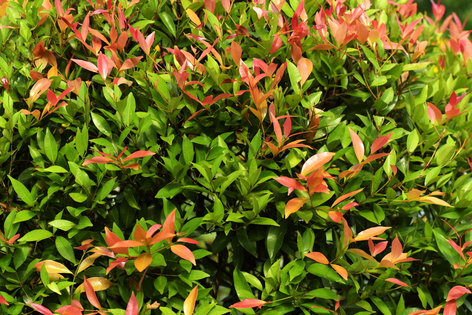 Photinia x fraseri ‘Red Robin’