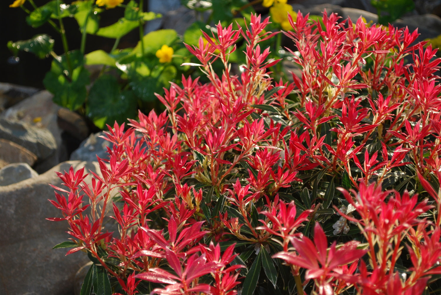 Pieris ‘Flaming Silver’