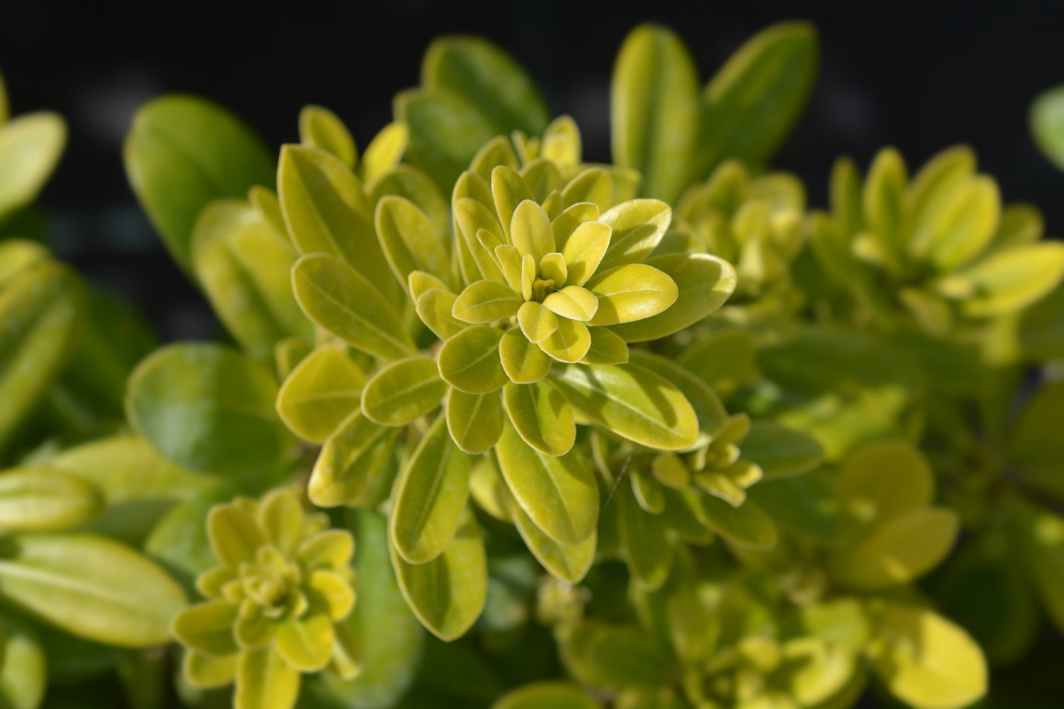 Pittosporum tobira ‘Nanum’ (dwarf Japanese Mock Orange)