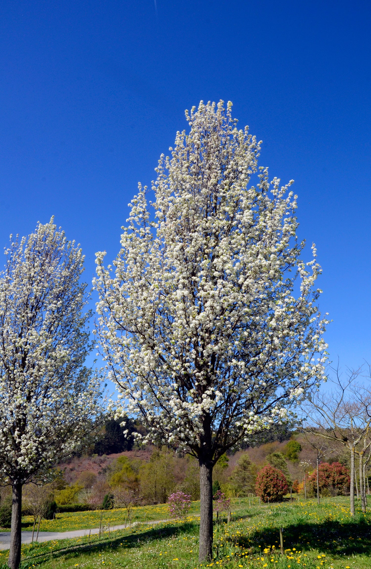 Pyrus calleryana ‘Chanticleer’ / Ornamental Pear