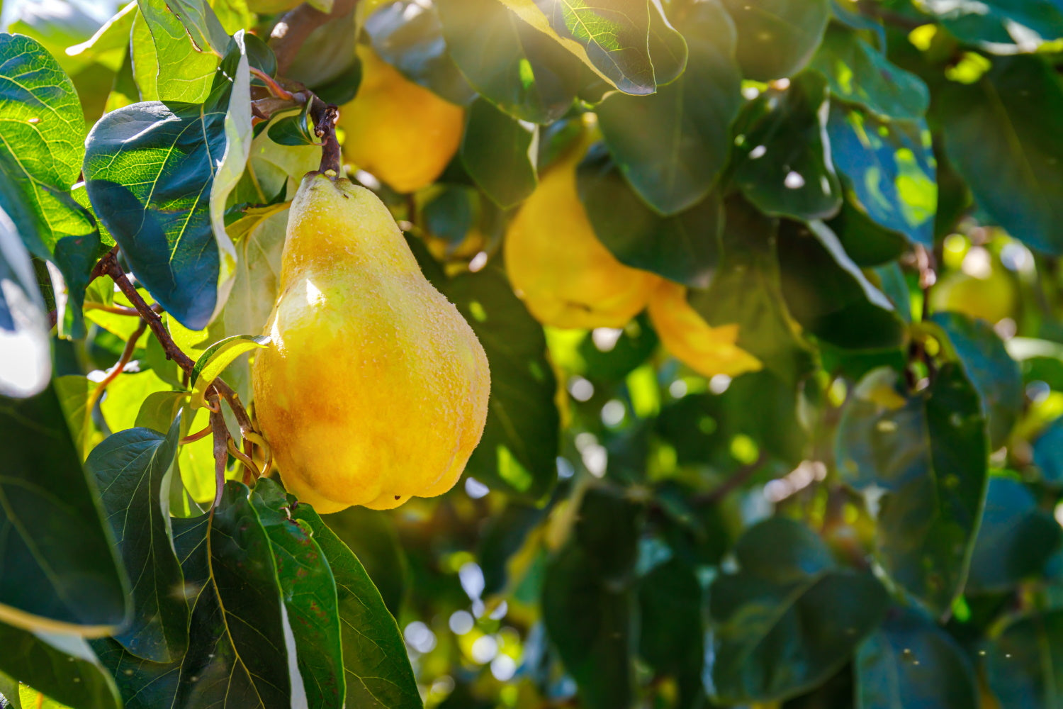 Vranja / Quince