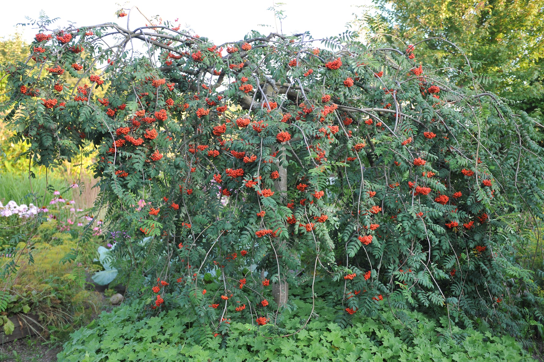 Sorbus / Mountain Ash & Whitebeam