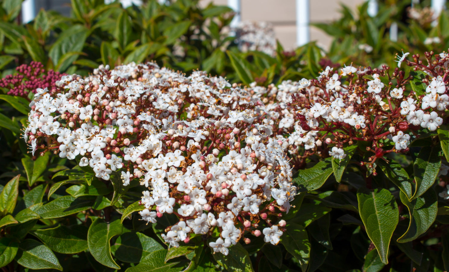 Viburnum tinus ‘Spirit’