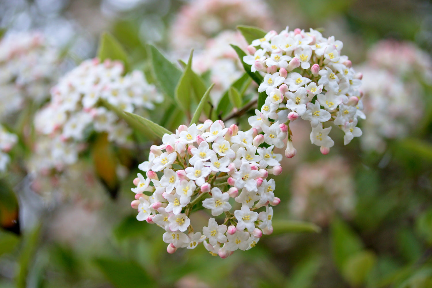 Viburnum X Burkwoodii   Burkwood Viburnum – Arundel Arboretum