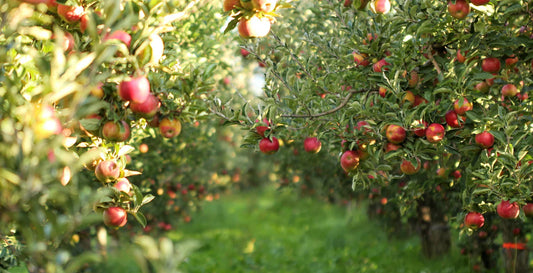 The Ultimate Guide to Planting Fruit Trees