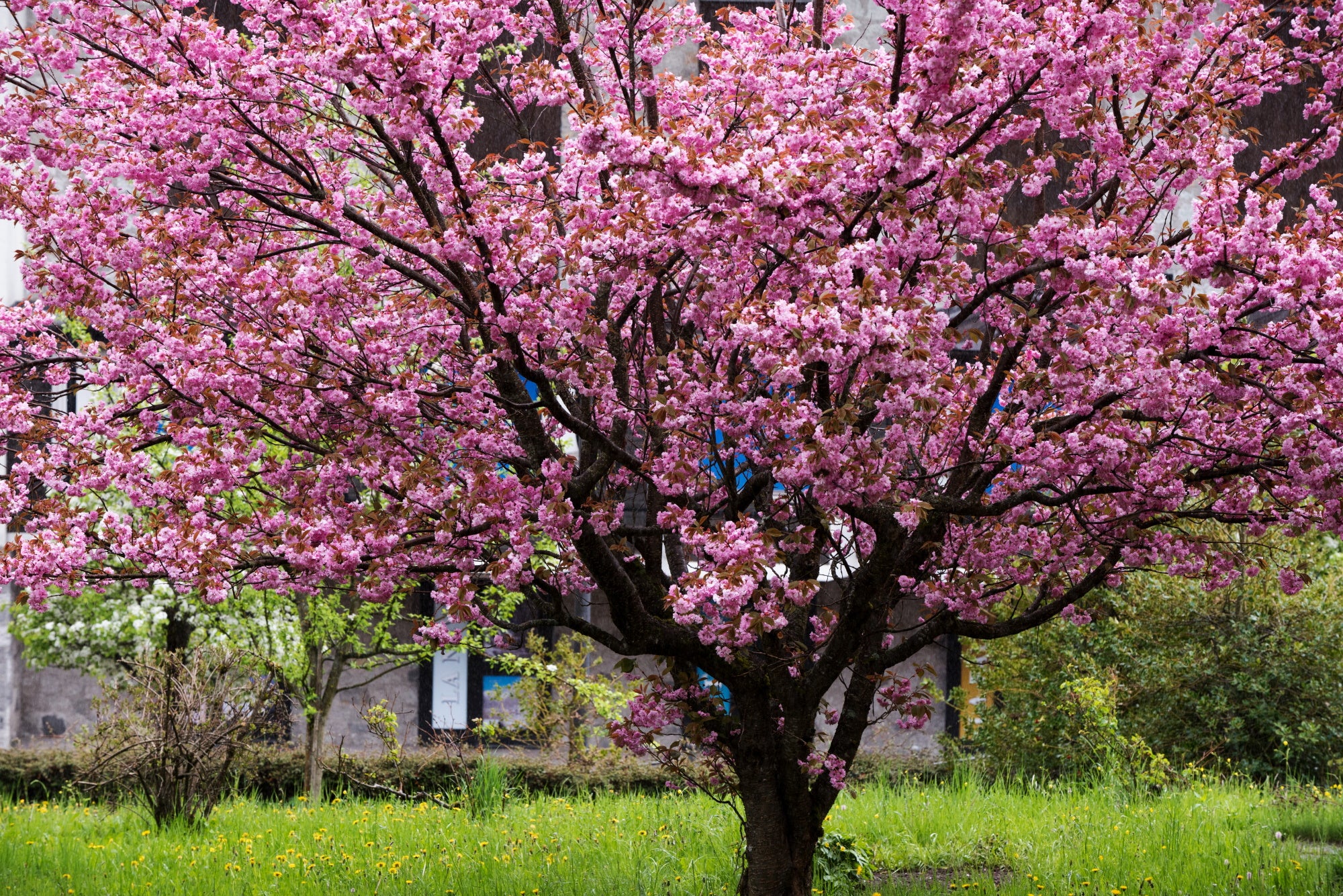 Flowering Cherry Trees to Enhance your Garden