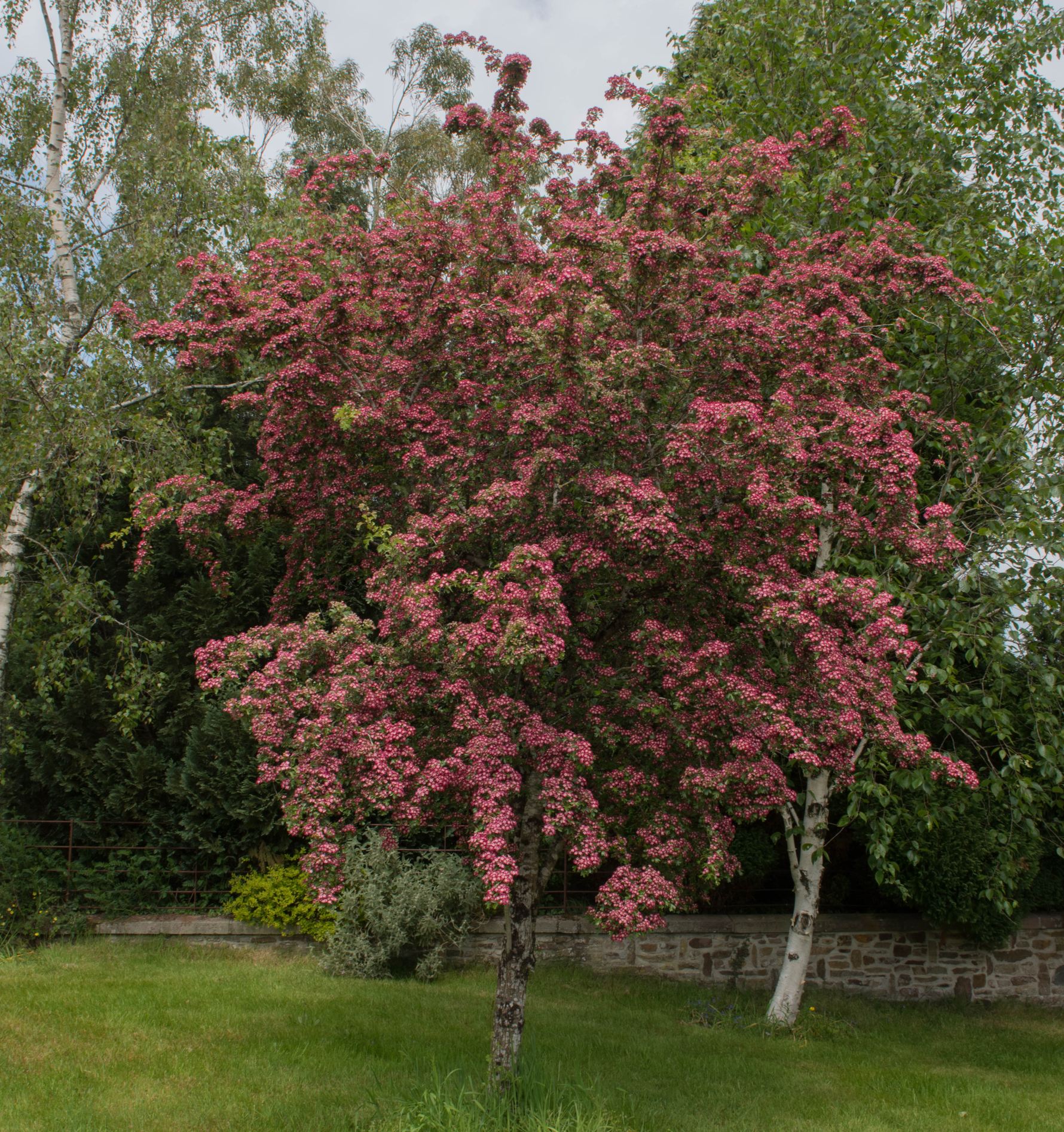 A Complete Guide to Pruning Hawthorn Trees