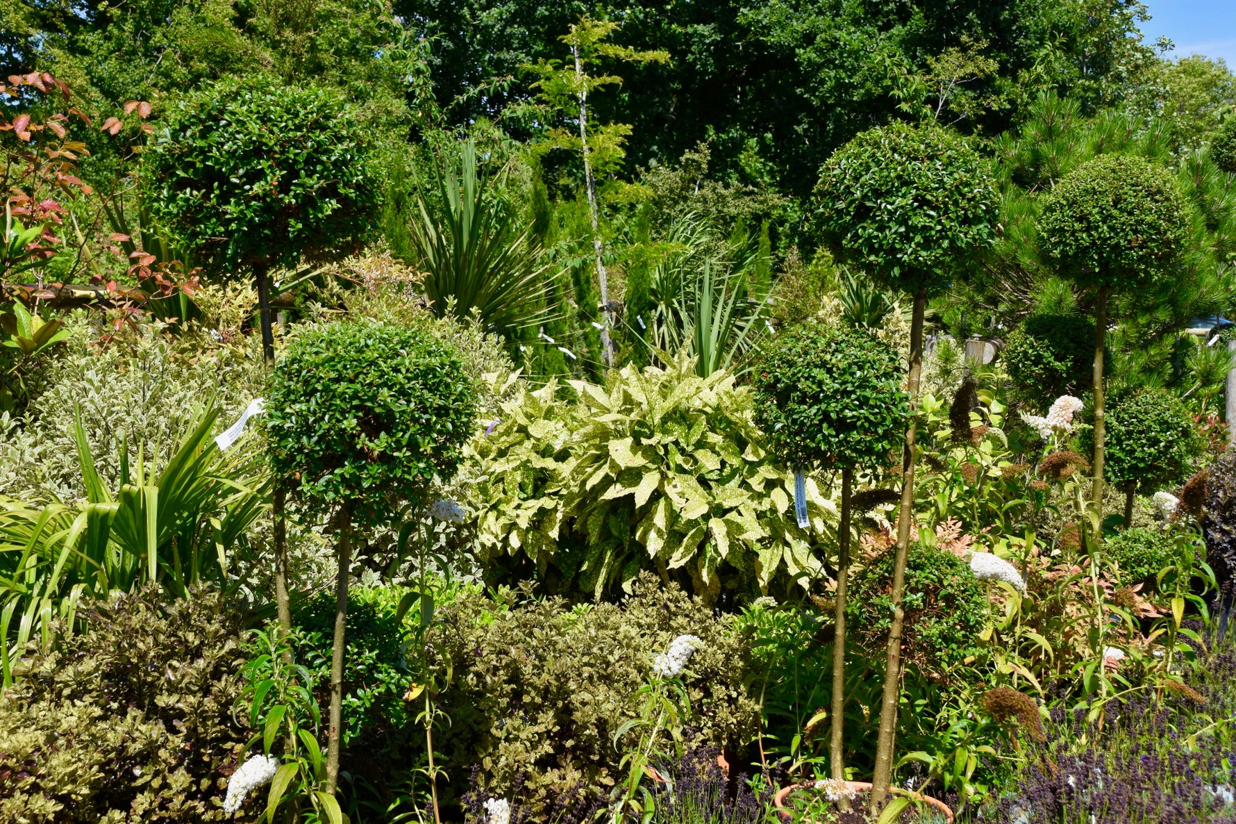 Large Shrubs for your Garden