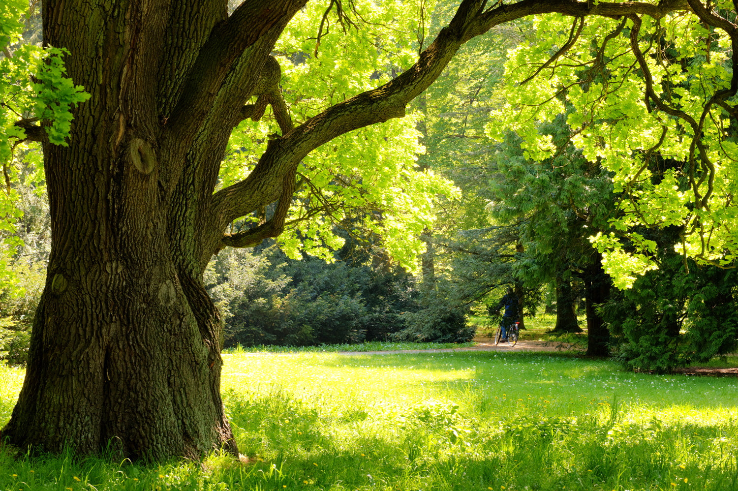 Quercus / Oak