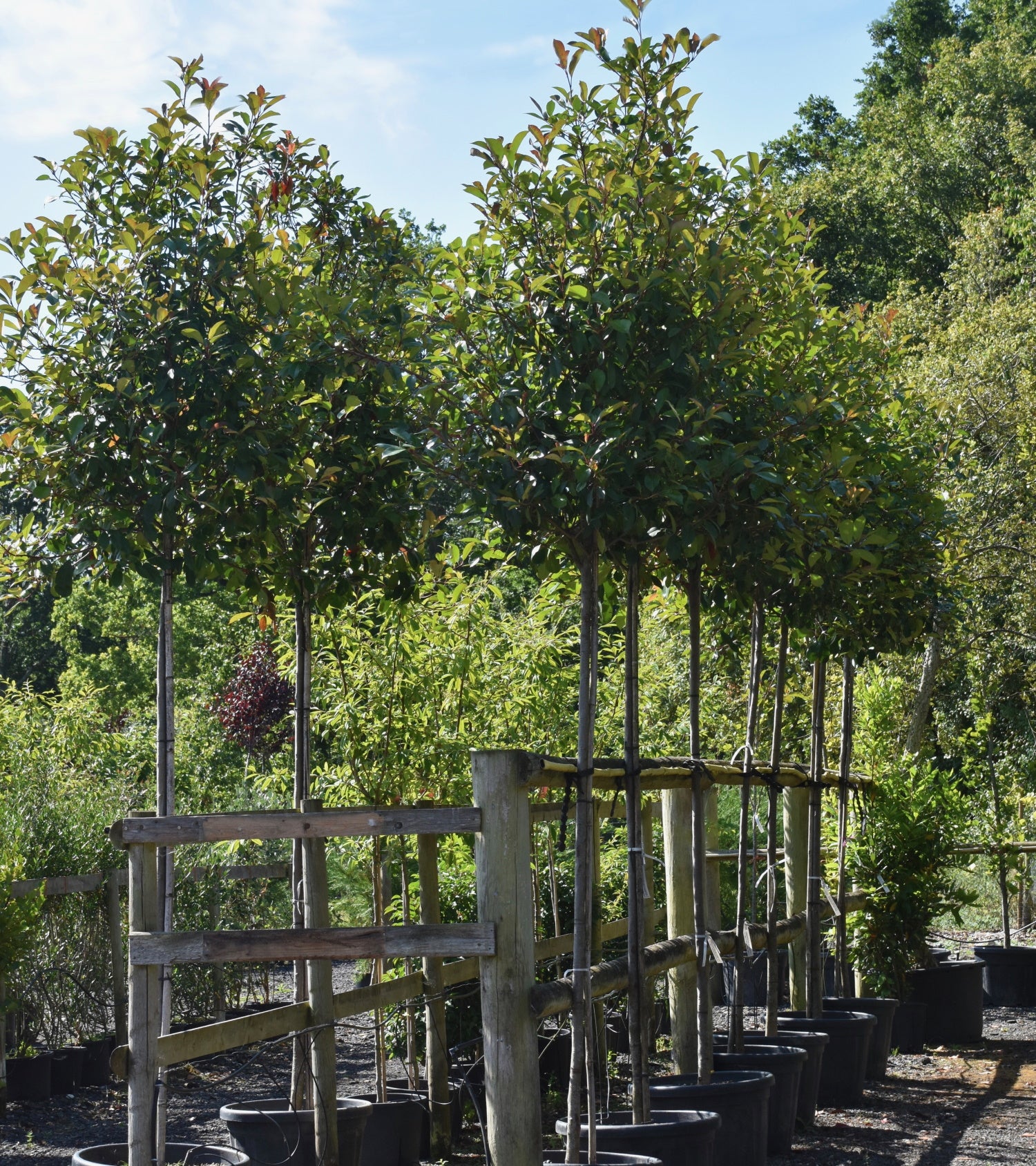 Photinia x fraseri ‘Red Robin’ – Arundel Arboretum