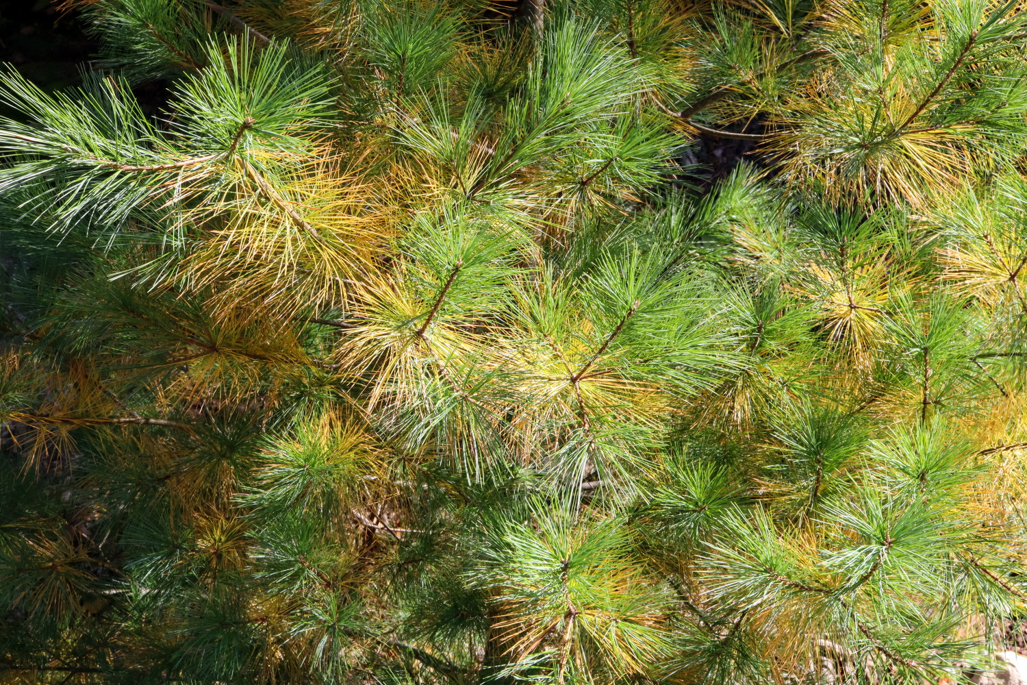 Why are my evergreen plants shedding their foliage?