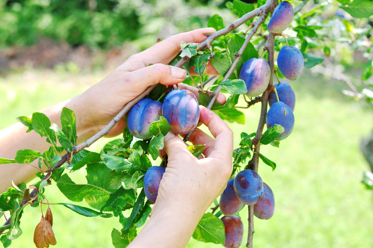 How to care for a plum tree for optimal fruiting results?